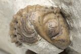 Partial Kainops & Paciphacops Trilobites - Oklahoma #212345-4